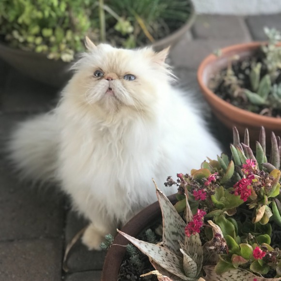 pigytailz